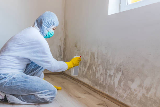 Licensed Black Mold Removal service in Knightdale, NC - WQB Mold Removal