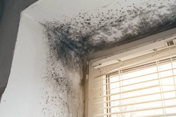 Affordable Black Mold Removal solutions in Knightdale, NC