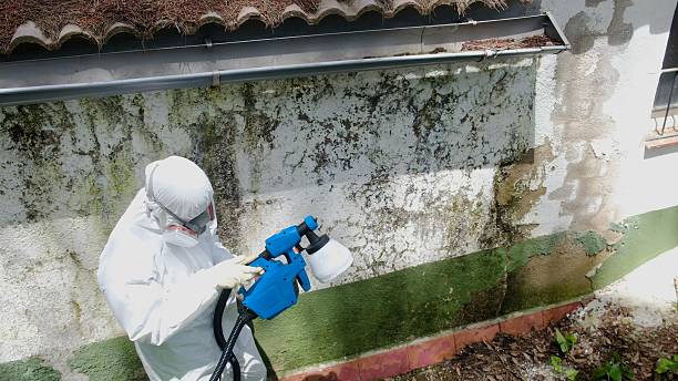 Top rated local Black Mold Removal specialists in Knightdale, NC